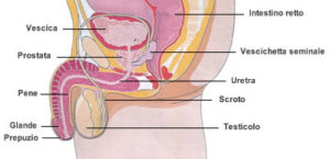 apparato genitale maschile